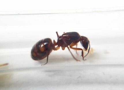 Camponotus substitutus