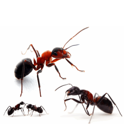 Ants