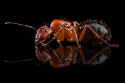 Camponotus Floridanus