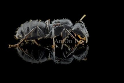 Camponotus vagus