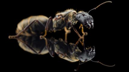 Colobopsis Leonardi