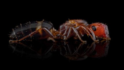 Colobopsis truncata
