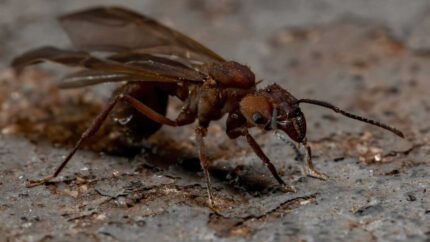 Acromyrmex octospinosus