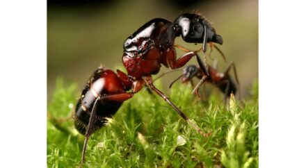 Camponotus Ligniperda