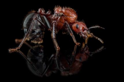 Myrmicaria Brunnea