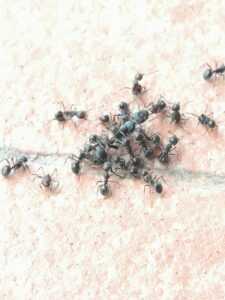 Why ants die?   Ant Farm Accessories & Supplies