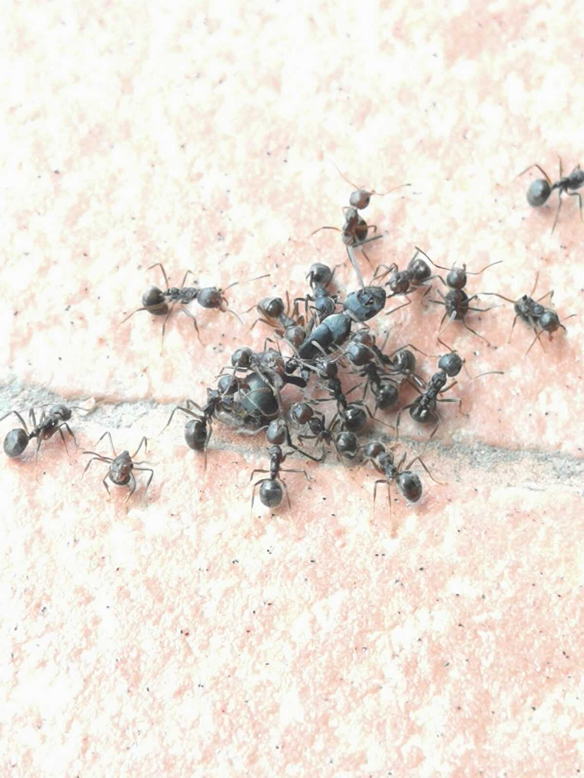Why ants die? | Ants & Ant Farms Store Why ants die? Ant Farm Accessories & Supplies
