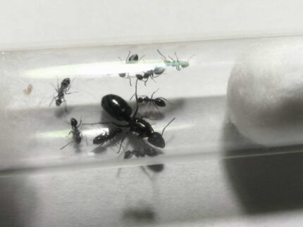 Camponotus Piceus