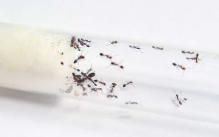 Monomorium subopacum
