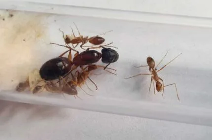 Camponotus irritans