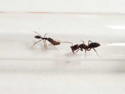 Odontomachus troglodytes
