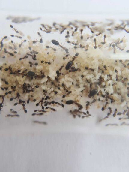 Monomorium floricola