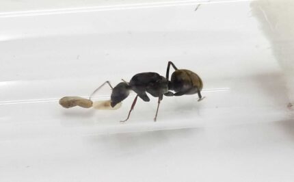 Camponotus Flavomarginatus