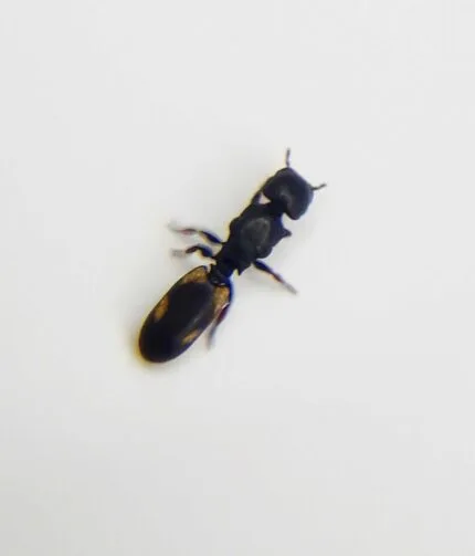 Cephalotes minutus