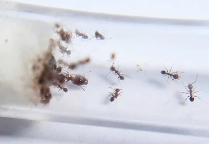 Pheidole megacephala