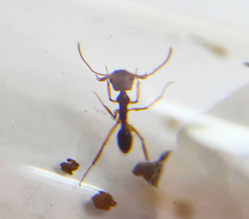 Anochetus graeffei product showcasing its features.