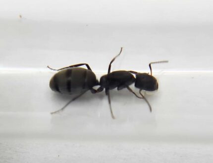 Camponotus Lasiselene