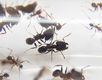 Pheidole tjibodana