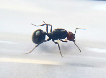 Messor angularis