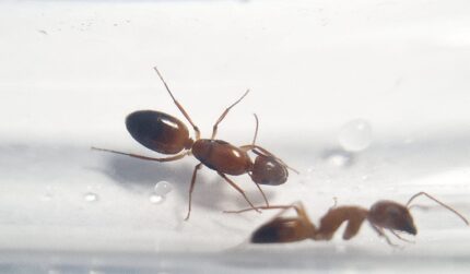 Camponotus shaqualavensis