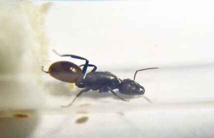 Camponotus misturus