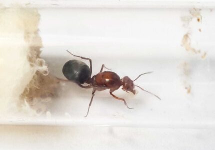 Myrmecocystus Mimicus