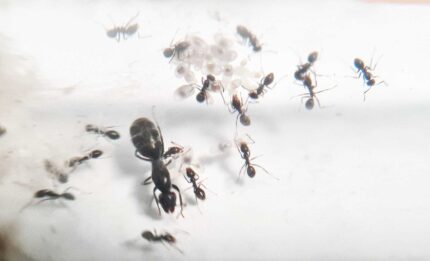 Iridomyrmex bicknelli