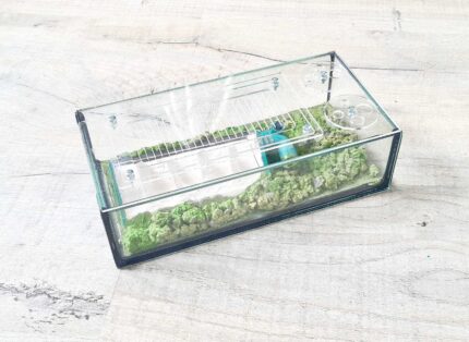 "Agria" formicarium