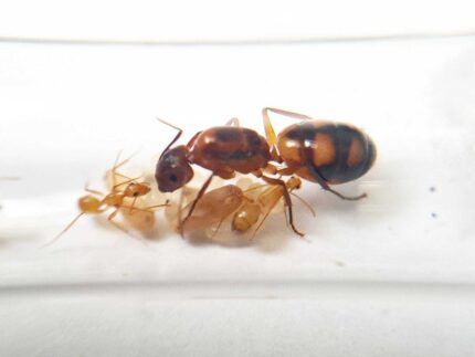 Camponotus christi ambustus