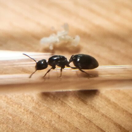 Crematogaster Cerasi