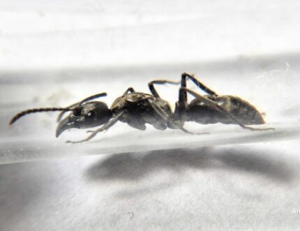 Neoponera Villosa