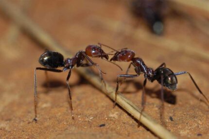 Iridomyrmex purpureus
