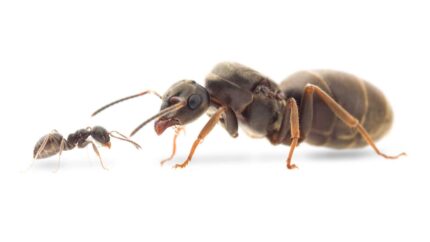 Lasius niger