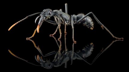 Neoponera apicalis