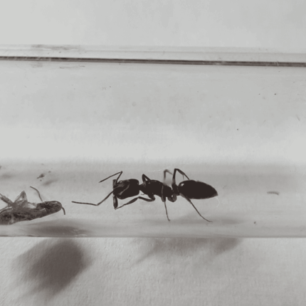 Odontomachus Brunneus