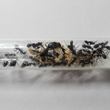 Camponotus petersii