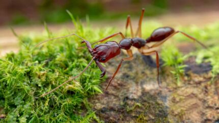 Odontomachus rixosus