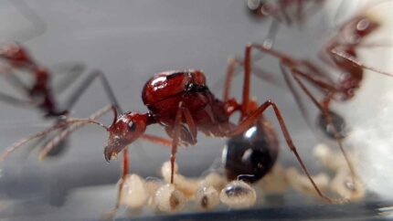 Aphaenogaster swammerdami
