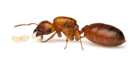 Crematogaster castanea