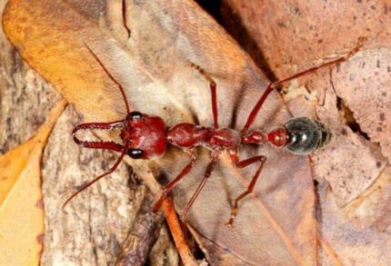 Myrmecia brevinoda