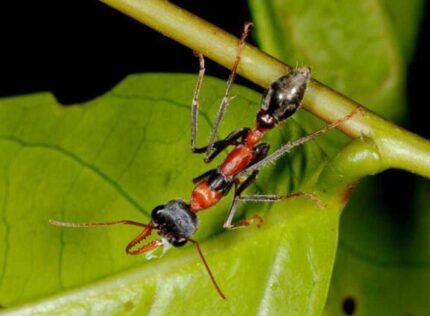 Myrmecia nigrocincta