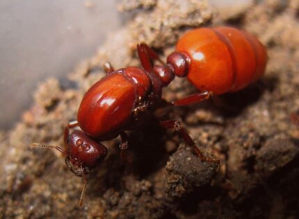 Carebara castanea