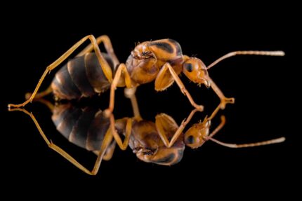 Anoplolepis gracilipes