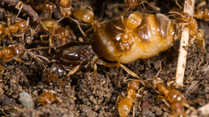 Lasius flavus