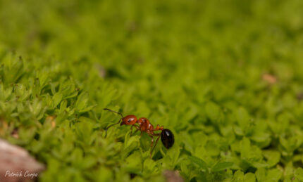 Monomorium chilense 