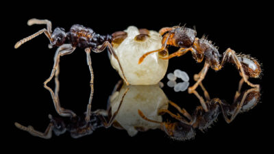 Jak dbać o kolonię mrówek – poradnik dla początkujących  Buy Ants, Formicaria & Ant Accessories | AntOnTop