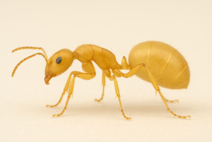 Myrmecocystus testaceus