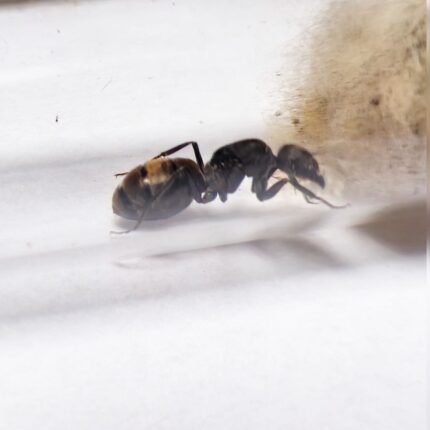Camponotus spinolae