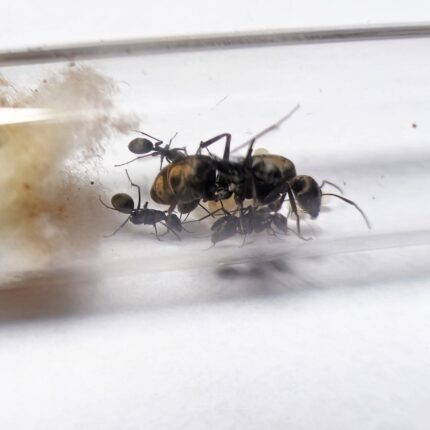 Camponotus rufoglaucus