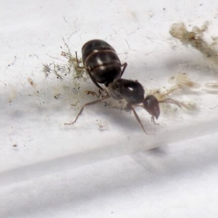Myrmecocystus flaviceps
